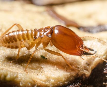 Descupinização preventiva e curativa