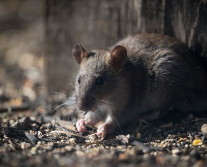 Desratização profissional