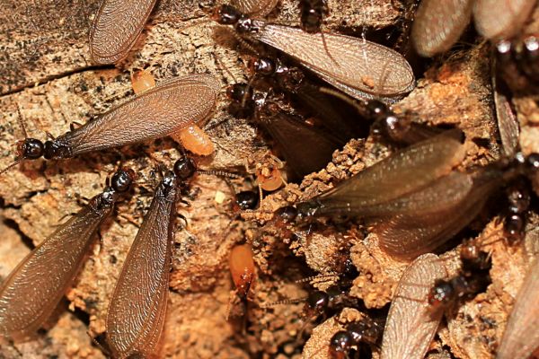 Enxame de cupins alados