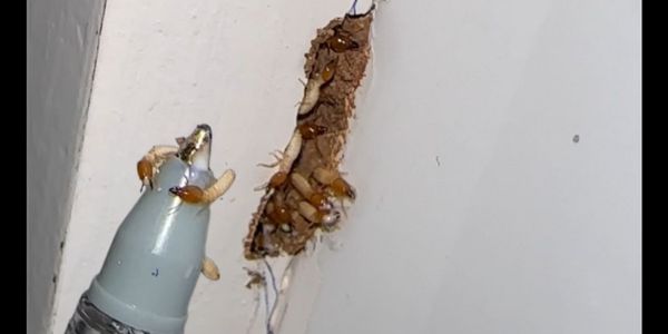 Tratamento líquido para cupins