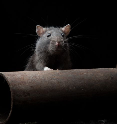 Controle de Roedores - Ratos e Camundongos | Terminix Dedetizadora