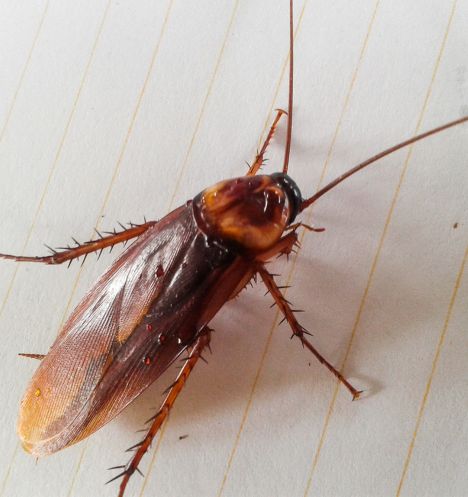 Controle de Insetos Rasteiros - Baratas e Formigas | Terminix Dedetizadora