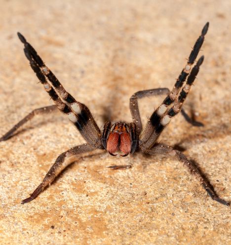 Controle de Aracnídeos - Aranhas e Escorpiões | Terminix Dedetizadora