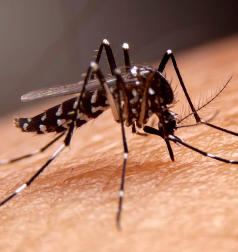 Controle de Mosquitos e Insetos Voadores | Terminix Dedetizadora