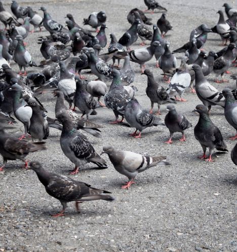 Controle de Pombos e Aves Urbanas | Terminix Dedetizadora