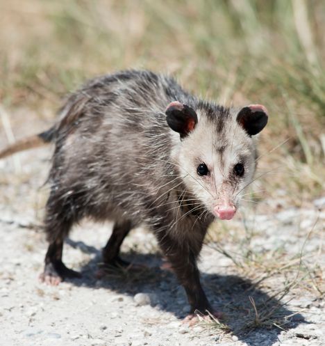 Controle de Animais Silvestres - Captura e Exclusão | Terminix Dedetizadora