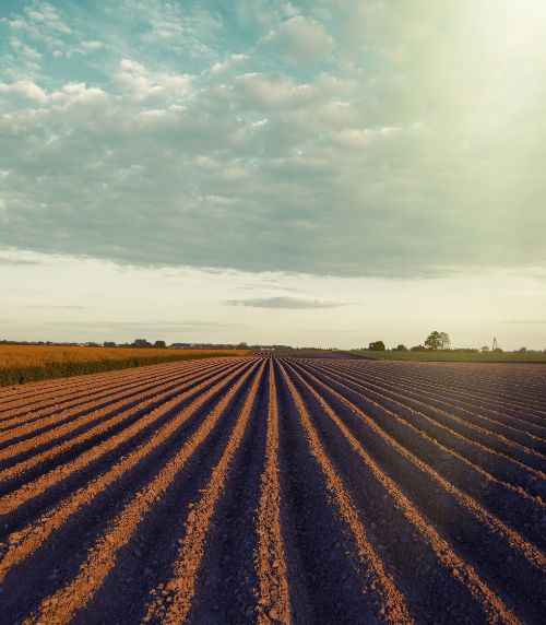 Controle de pragas em áreas rurais
