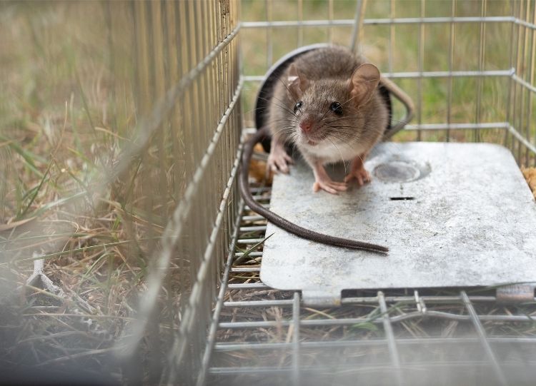 Tecnologia de armadilhas para pragas Terminix